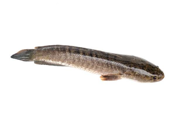 istock Large, fresh, not dead snakehead fish placed isolated on a white background. 1720332678