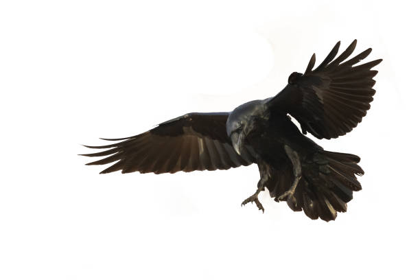 istock Birds flying raven isolated on white background Corvus corax. Halloween 1720333769