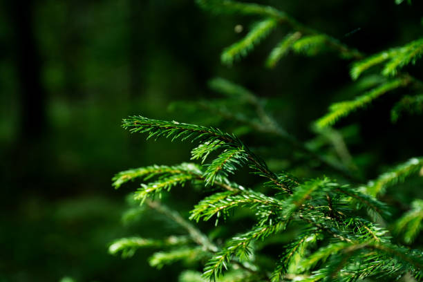 istock close up of fir tree branches in a forest scenery 1720339278