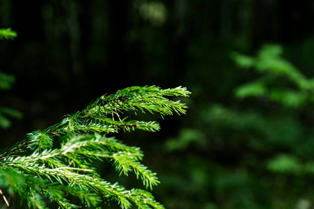 istock close up of fir tree branches in a forest scenery 1720339296