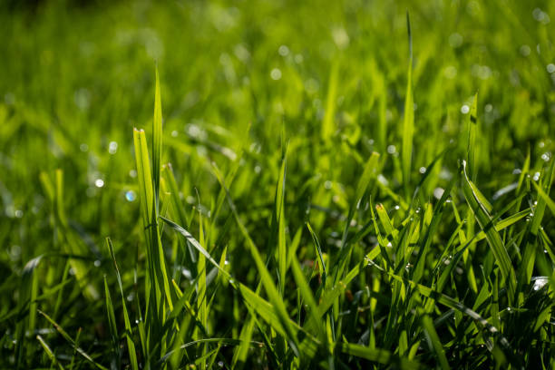 istock a close up of green grass with water droplets 1720339324