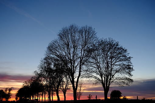Trees without leaves at sunset with colorful sky at blue hour