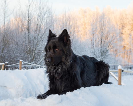 Portrait of beautiful black dog sitting in the snow on sunny winter evening. Frosty forest in the background