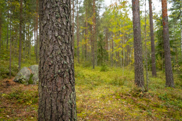 istock close up of a pine tree trunk in autumnal forest 1720339878