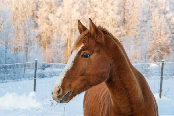 Finnish countryside with horses in winter