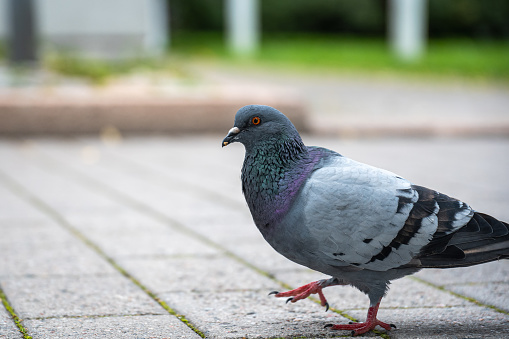pigeon walking on a street