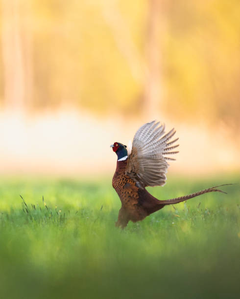 istock Common pheasant Phasianus colchius Ring-necked pheasant, autumn time wildlife Poland Europe 1720342821