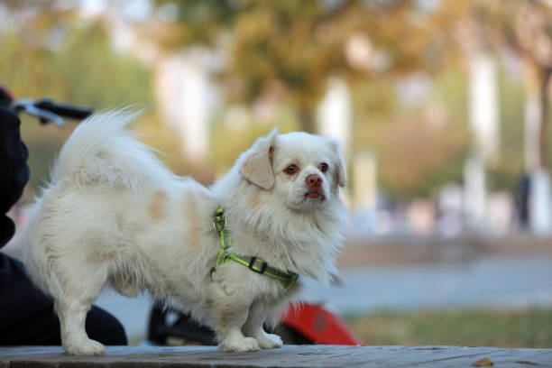 The pet dog plays in the park