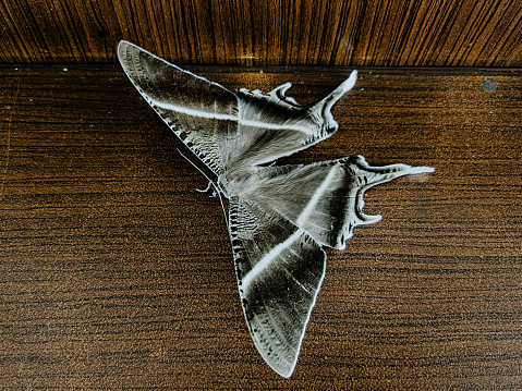 a tropical swallowtail moth sitting on a wooden table