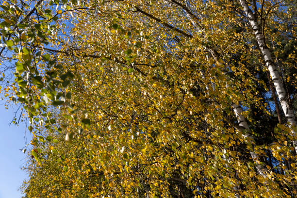 istock Birch forest with trees with yellow and green foliage 1720353434