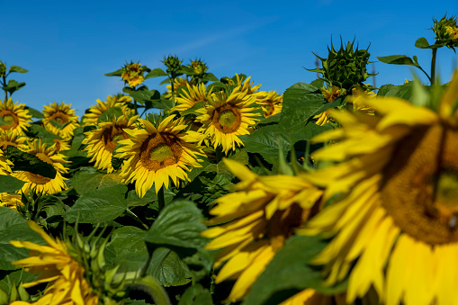 Beautiful blooming yellow sunflowers in the summer, sunflowers are grown for seed production and oil production