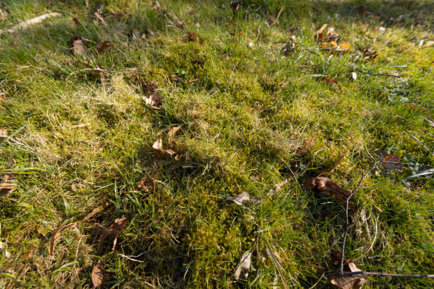 istock green grass in the spring season in the park 1720353469
