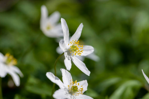 istock the first spring flowers of anemone are white in a mixed forest 1720353493