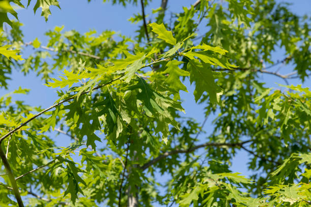 istock old oak with green foliage in summer 1720354027