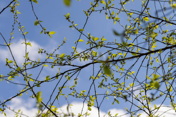 istock deciduous trees in the forest in the spring season 1720354656