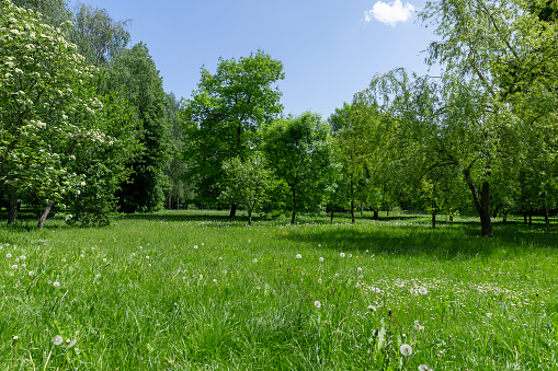 deciduous trees with green foliage in spring, green foliage of trees in the park in sunny weather in spring