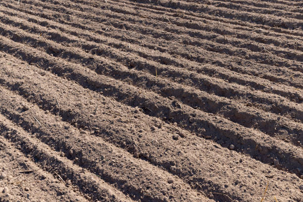 plowed soil in a field during preparation for sowing, an agricultural field in which the soil is plowed but nothing grows