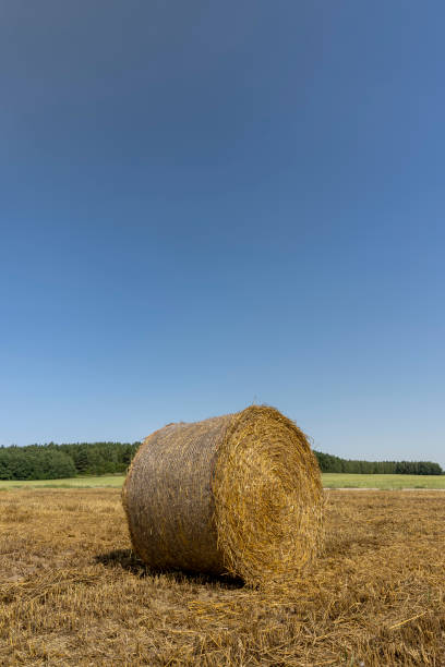 istock wheat golden and sharp stubble after harvesting 1720355246