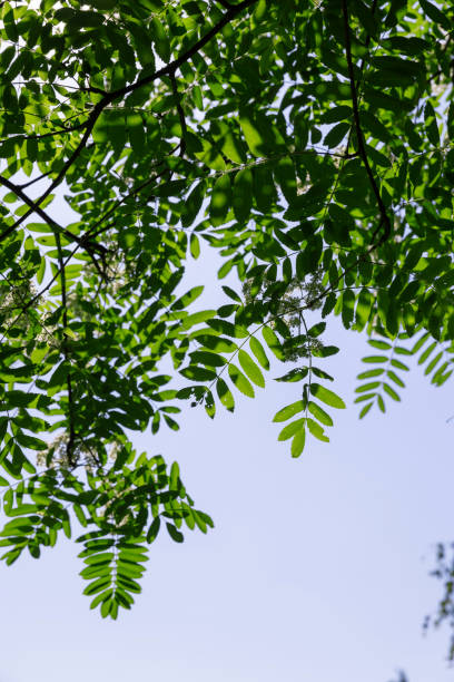 istock rowan flowers during flowering in spring park 1720355255