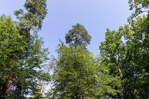 Trees in a mixed forest in summer, tall trees in sunny weather with blue sky