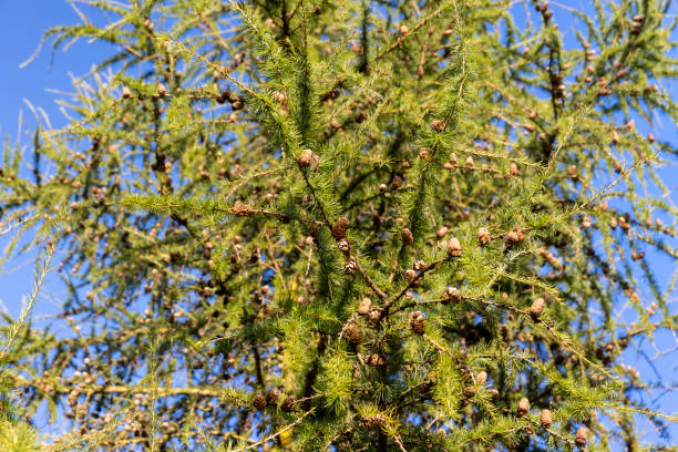 istock Spruce branches with green needles in sunny weather 1720356322