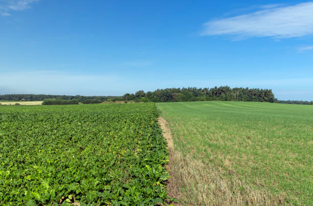 istock green foliage on sugar beet in a field 1720356383