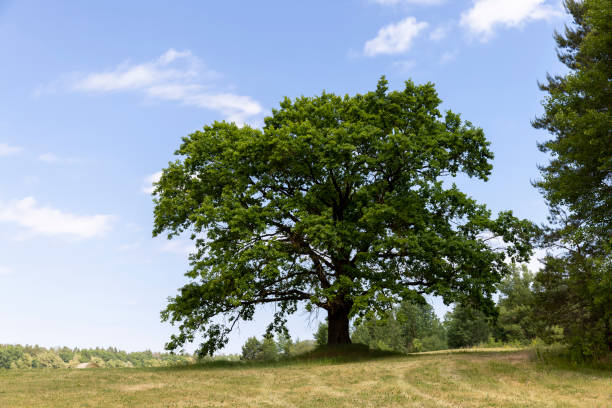 istock old tall oak with green foliage during drought 1720356967