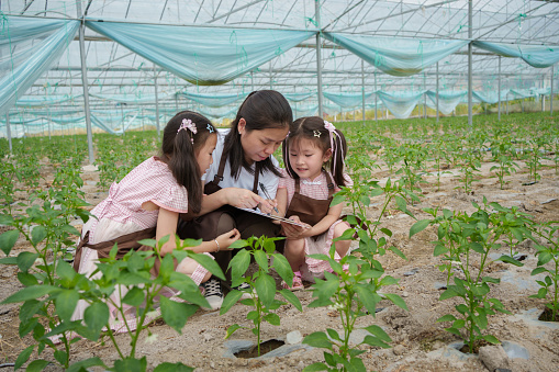 Farmer takes children to visit vegetable plantation