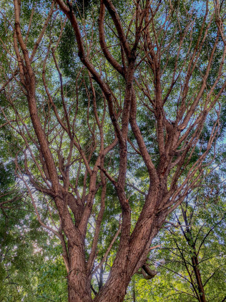istock The big tree with blue sky background in the park 1720362519
