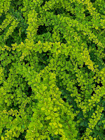 Green leaves background. Top view of green leaves texture. Green leaves background.