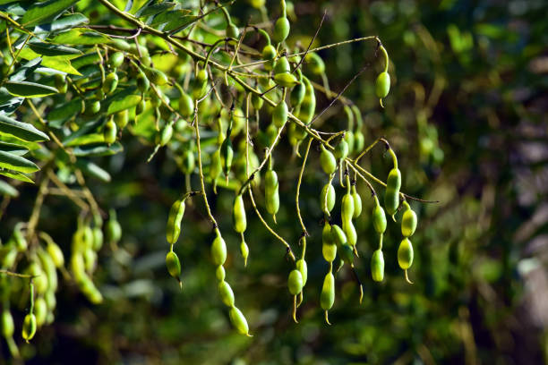 Fruits of Styphnolobium japonicum or Sophora japonica, known as Japanese pagoda tree Fruits of Styphnolobium japonicum or Sophora japonica, known as Japanese pagoda tree. styphnolobium japonicum stock pictures, royalty-free photos & images