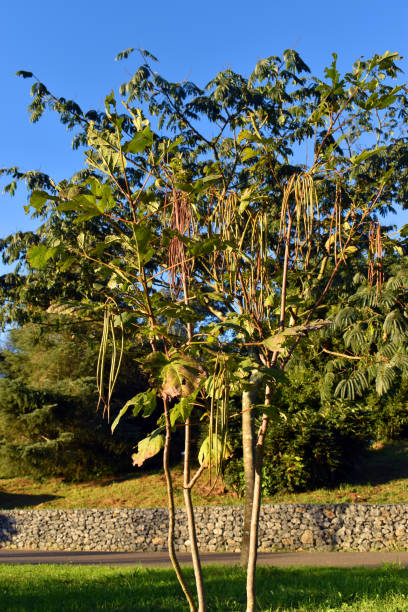 istock A young specimen of the Chinese bean tree (Catalpa fargesii) grown in a park 1720368043
