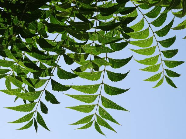 a copa da árvore contra o céu azul - treetop sky tree tree canopy - fotografias e filmes do acervo