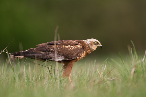 Flying Birds of prey Marsh harrier Circus aeruginosus, hunting time Poland Europe