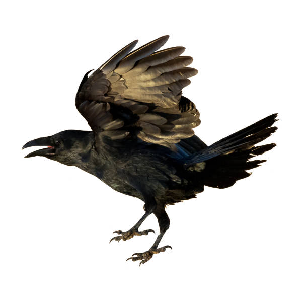 Crow with cookies in its beak isolated on white background, raven