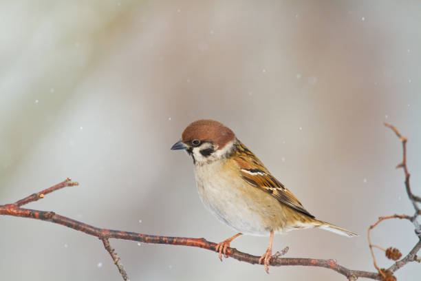 istock Bird - Tree sparrow Passer montanus perching on tree, blurred background, wildlife Poland Europe, winter time 1720382518