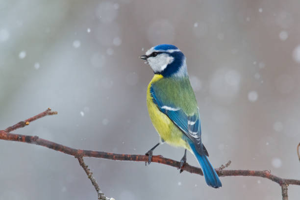 istock Bird - Bluetit on winter background, winter time Poland Europe 1720382537