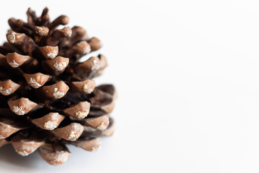 Part of a big pine cone isolated on white background. Selective Focus.