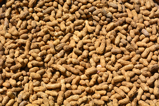 Flat lay of peanuts that are being dried in the sun with their skins on