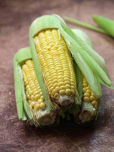 istock Jagung Manis or raw sweet corn (zea mays) 1720406362