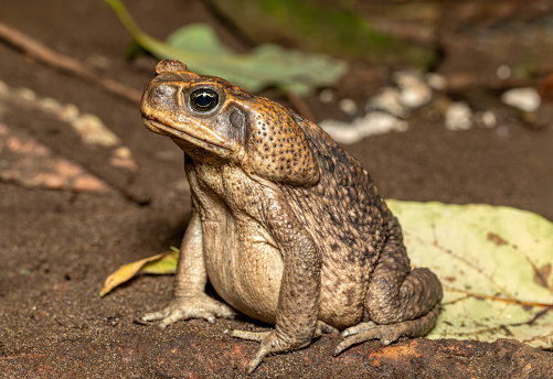 Rhinella horribilis is the scientific name used for populations of the cane toad or giant toad, frog located in Mesoamerica and north-western South America. Tortuguero Costa Rica Wildlife