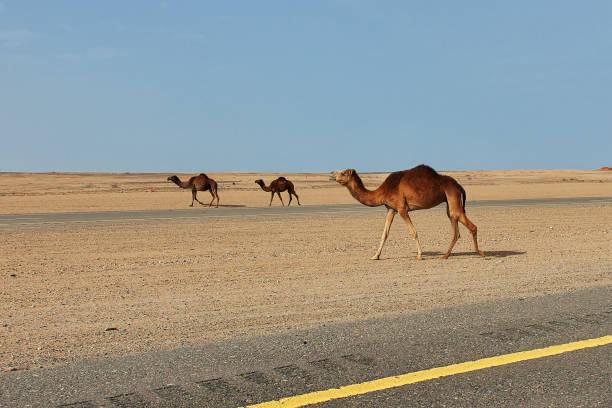 istock The camel in the desert, Saudi Arabia 1720422480