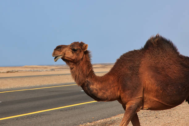 Witness a unique scene as a camel stands on a road in the stunning Dubai desert, capturing the essence of the region’s wild beauty and charm.