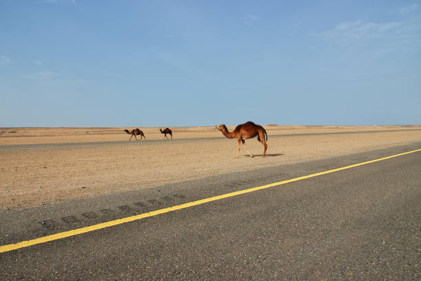 istock The camel in the desert, Saudi Arabia 1720422499