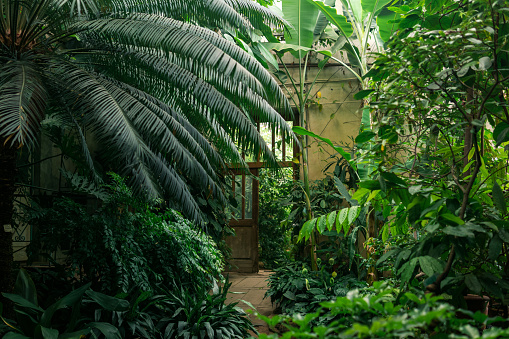 interior of an old greenhouse with a collection of tropical plants