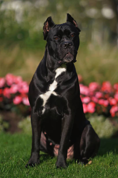 istock Adorable black Cane Corso dog with cropped ears and a docked tail posing outdoors sitting on a green grass with pink Begonia flowers in summer 1720432538