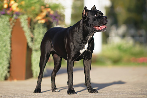 Beautiful shiny black Cane Corso dog with cropped ears and a docked tail posing outdoors standing on an asphalt in a city park in summer