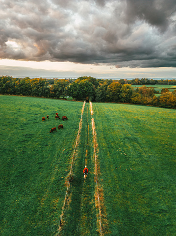 High angle image depicting one man hiking in the natural beauty of the countryside in southeast England, UK. The man wears a red hoodie and black rucksack. It is golden hour and the land is bathed in soft warm light. In a field behind him a herd of cows are grazing.