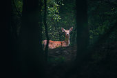 Little deer, young roe deer, hind in a mystic forest