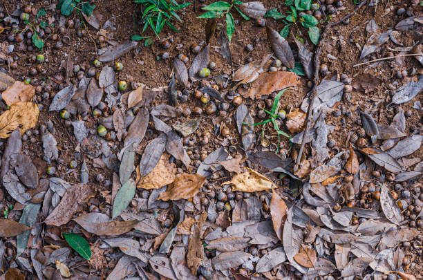The falling nuts are many acorns. Acorns are a famous autumn nuts in Japan.